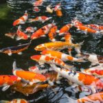 Bright red Koi fishes swim in an open pond, red, white and orange fish in open water.