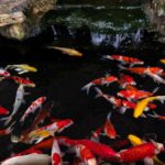 Koi fish swimming in the pond.Colorful Japanese Carp